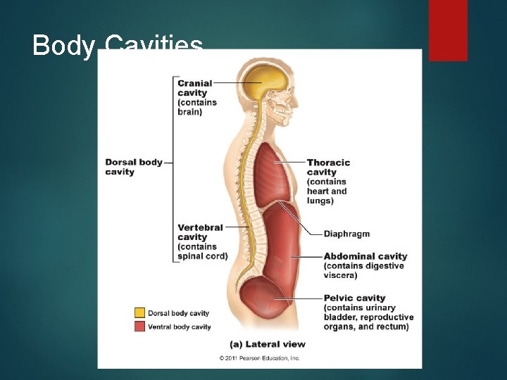 Body Cavities 