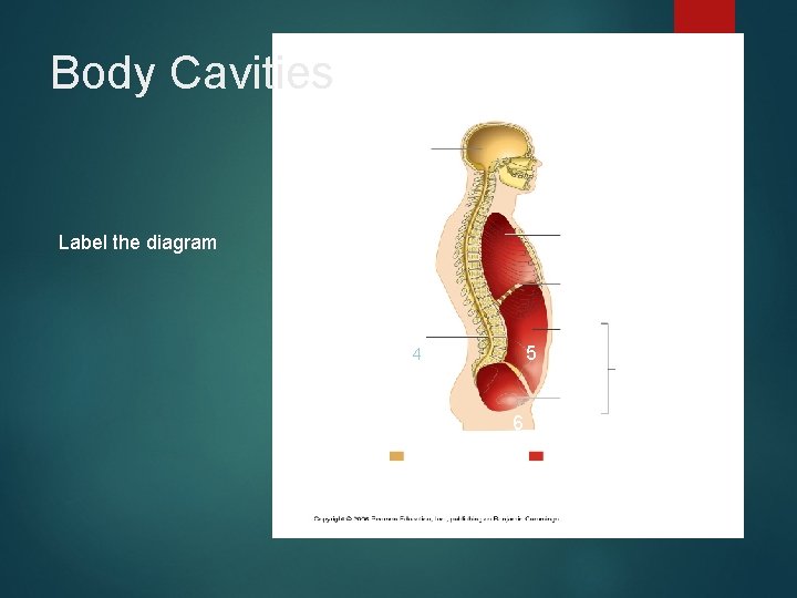 Body Cavities 1 Label the diagram 2 3 5 4 6 7 