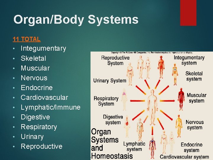 Organ/Body Systems 11 TOTAL • • • Integumentary Skeletal Muscular Nervous Endocrine Cardiovascular Lymphatic/Immune