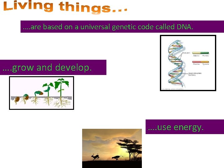 …. are based on a universal genetic code called DNA. …. grow and develop.