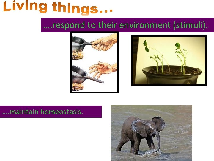 …. respond to their environment (stimuli). …. maintain homeostasis. 