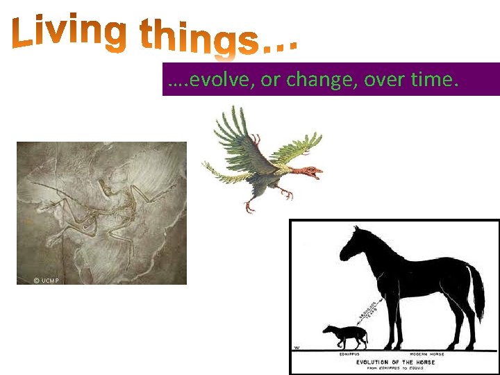 …. evolve, or change, over time. 