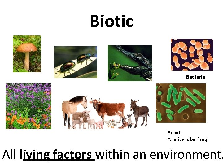 Biotic Bacteria Yeast: A unicellular fungi All living factors within an environment. 