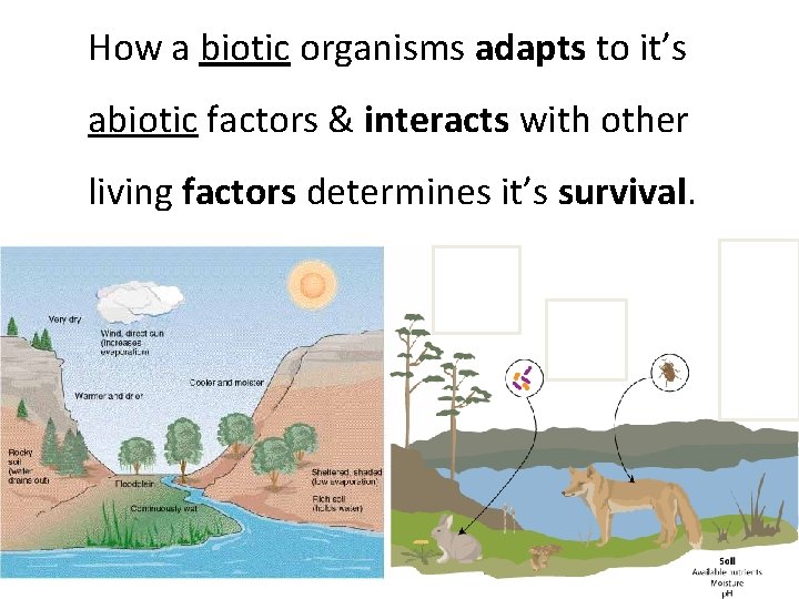 How a biotic organisms adapts to it’s abiotic factors & interacts with other living