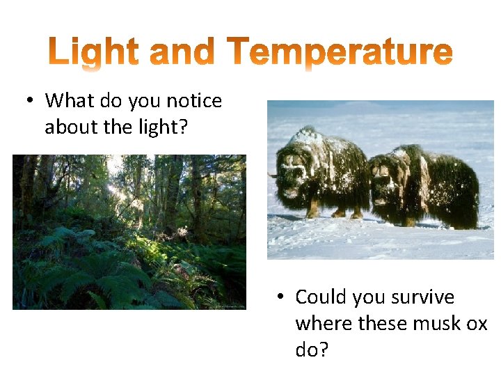 • What do you notice about the light? • Could you survive where