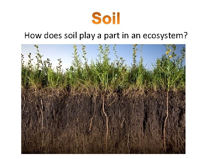 How does soil play a part in an ecosystem? 