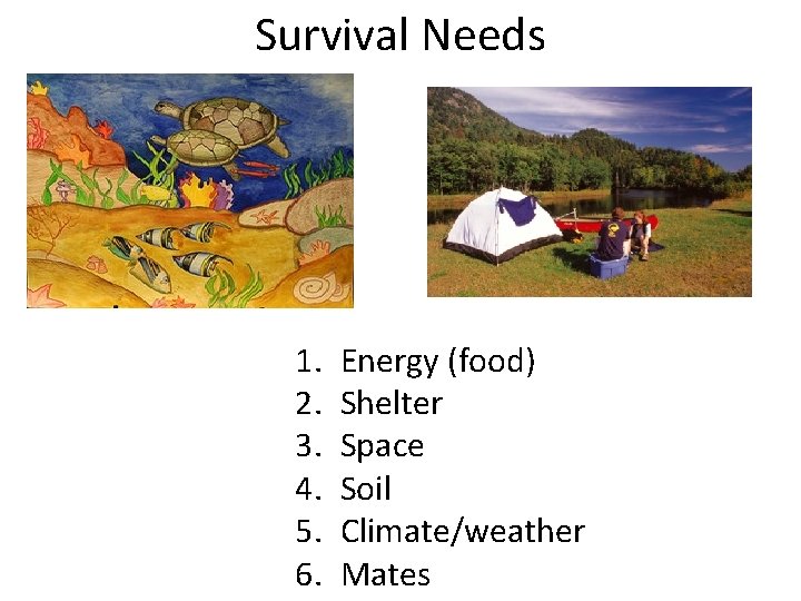 Survival Needs 1. 2. 3. 4. 5. 6. Energy (food) Shelter Space Soil Climate/weather