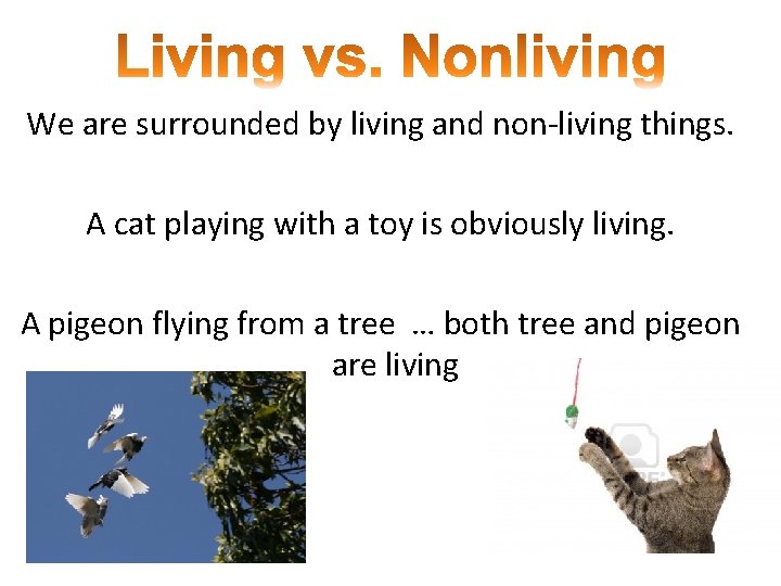 We are surrounded by living and non-living things. A cat playing with a toy