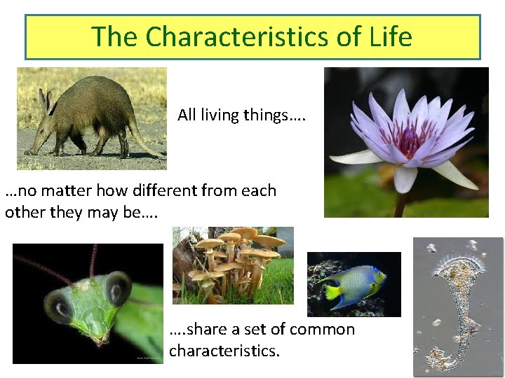 The Characteristics of Life All living things…. …no matter how different from each other