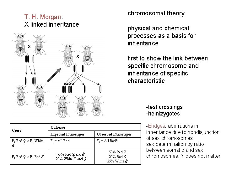 chromosomal theory T. H. Morgan: X linked inheritance physical and chemical processes as a