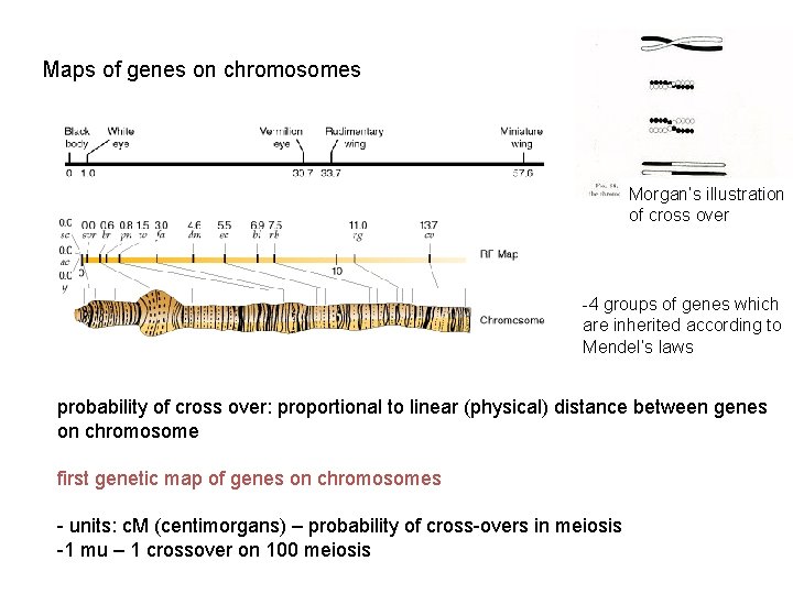 Maps of genes on chromosomes Morgan’s illustration of cross over -4 groups of genes