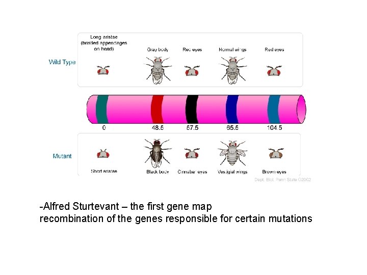 -Alfred Sturtevant – the first gene map recombination of the genes responsible for certain