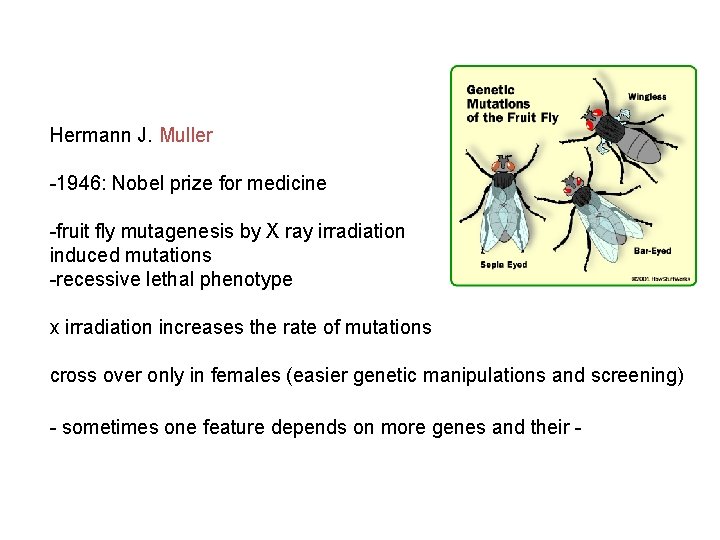 Hermann J. Muller -1946: Nobel prize for medicine -fruit fly mutagenesis by X ray