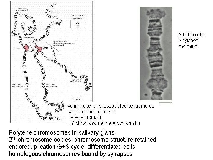 5000 bands: ~2 genes per band -chromocenters: associated centromeres which do not replicate heterochromatin