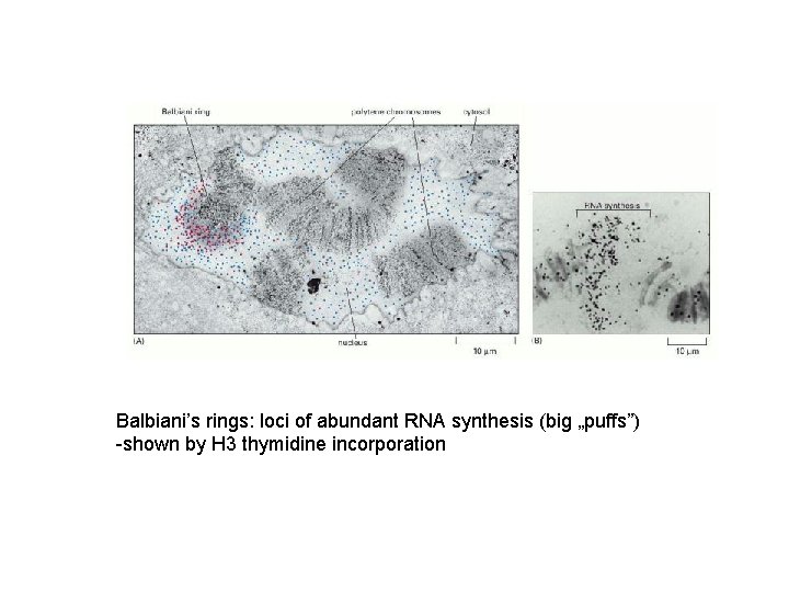 Balbiani’s rings: loci of abundant RNA synthesis (big „puffs”) -shown by H 3 thymidine