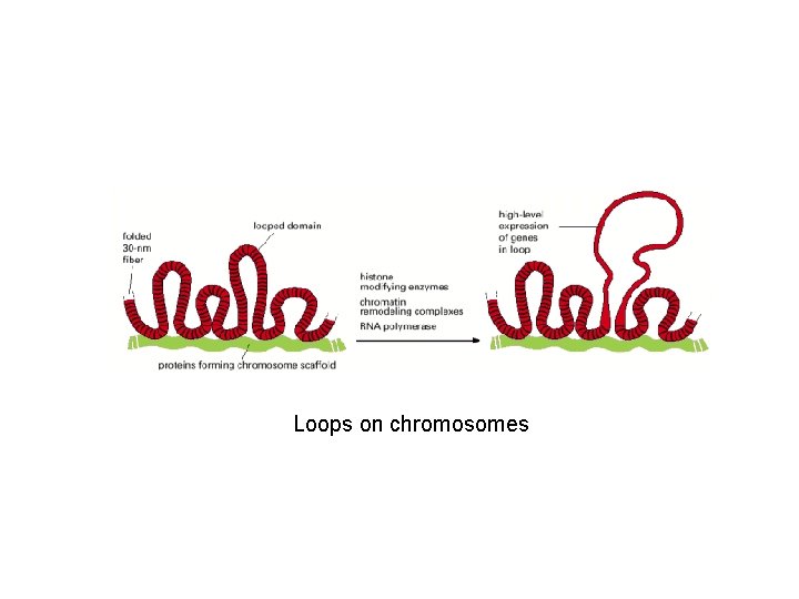 Loops on chromosomes 