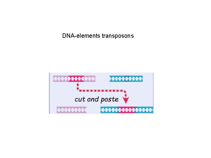 DNA-elements transposons cut and paste 