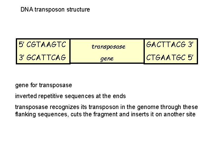 DNA transposon structure 5’ CGTAAGTC transposase GACTTACG 3’ 3’ GCATTCAG gene CTGAATGC 5’ gene