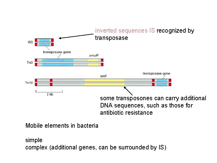 inverted sequences IS recognized by transposase some transposones can carry additional DNA sequences, such