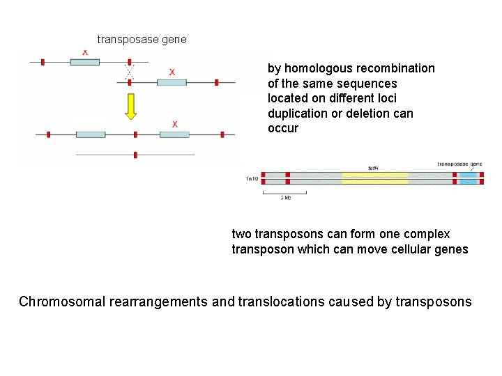 gen transposase gene by homologous recombination of the same sequences located on different loci