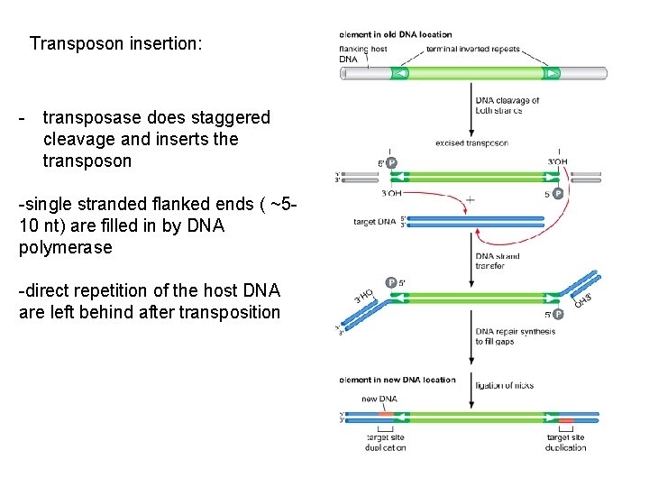 Transposon insertion: - transposase does staggered cleavage and inserts the transposon -single stranded flanked