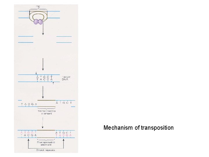 Mechanism of transposition 