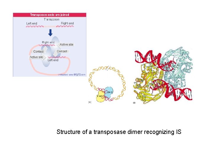 Structure of a transposase dimer recognizing IS 