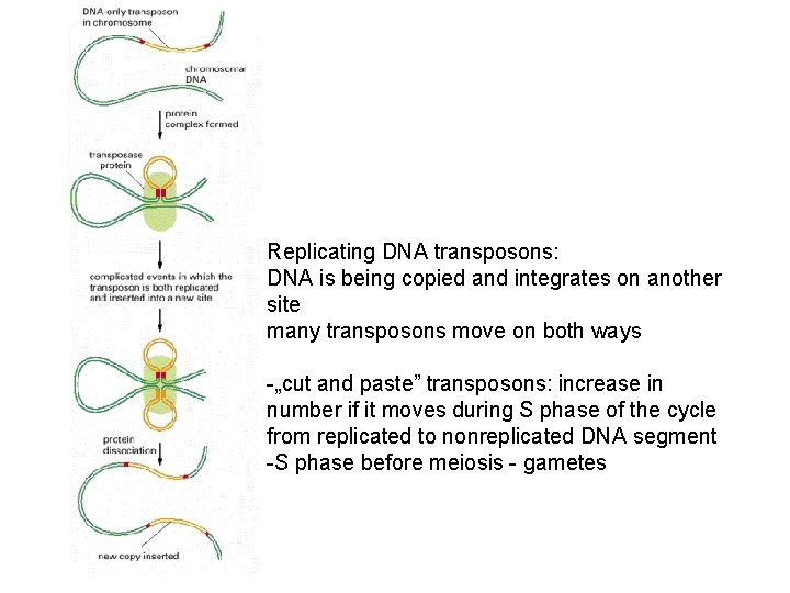 Replicating DNA transposons: DNA is being copied and integrates on another site many transposons