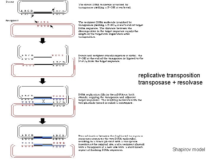 replicative transposition transposase + resolvase Shapirov model 
