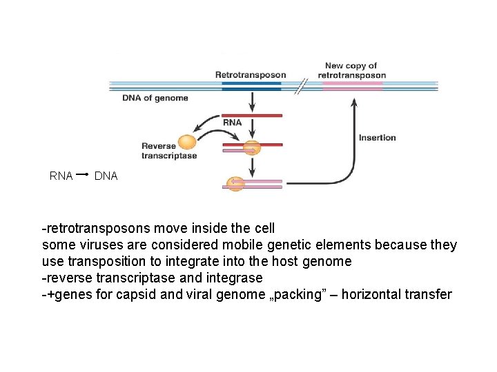 RNA DNA -retrotransposons move inside the cell some viruses are considered mobile genetic elements