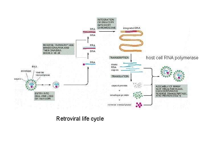 host cell RNA polymerase Retroviral life cycle 