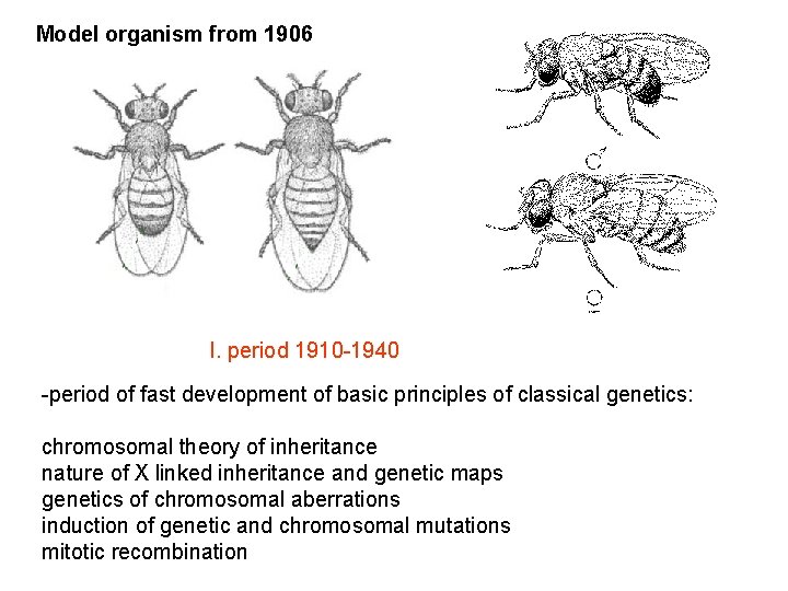 Model organism from 1906 I. period 1910 -1940 -period of fast development of basic