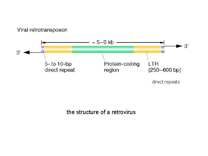 direct repeats the structure of a retrovirus 