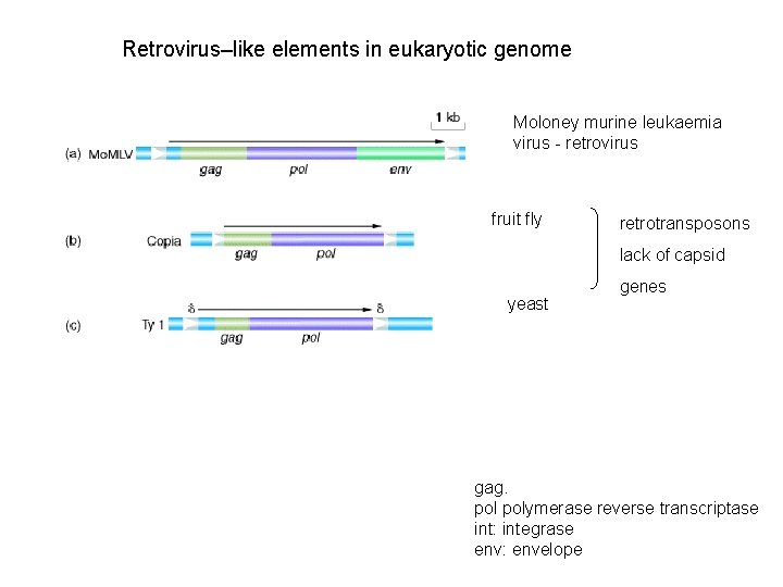 Retrovirus–like elements in eukaryotic genome Moloney murine leukaemia virus - retrovirus fruit fly retrotransposons