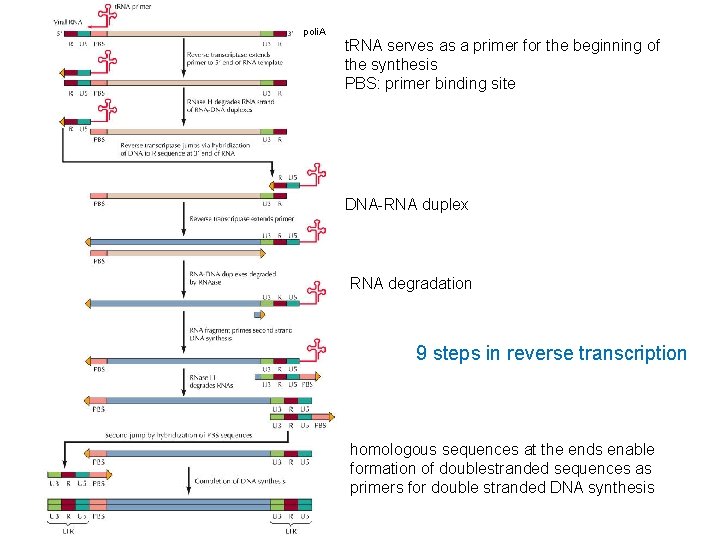 poli. A t. RNA serves as a primer for the beginning of the synthesis