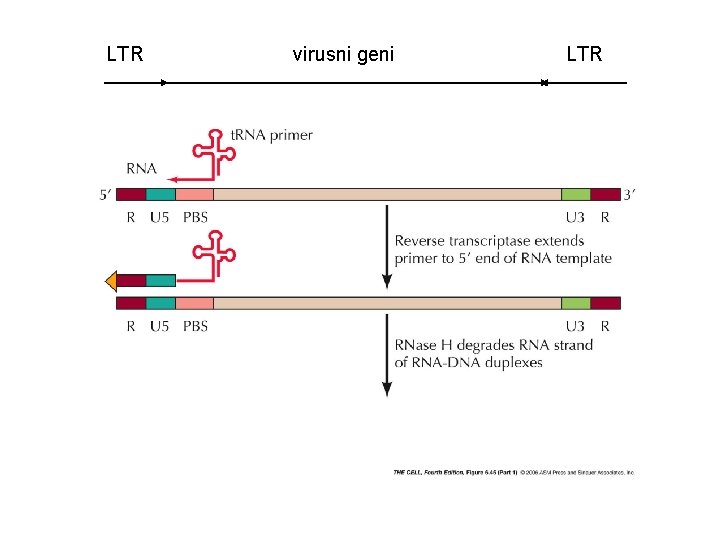 LTR virusni geni LTR 