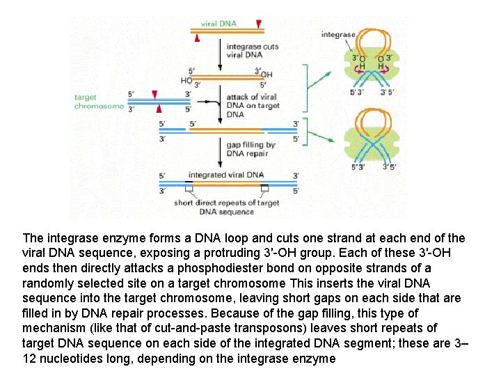 The integrase enzyme forms a DNA loop and cuts one strand at each end