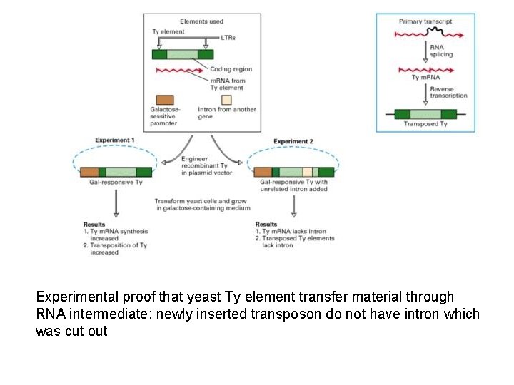 Experimental proof that yeast Ty element transfer material through RNA intermediate: newly inserted transposon