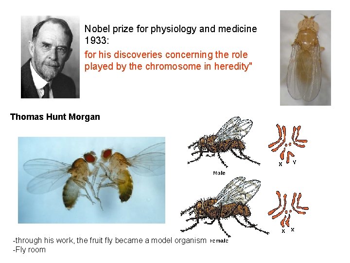 Nobel prize for physiology and medicine 1933: for his discoveries concerning the role played