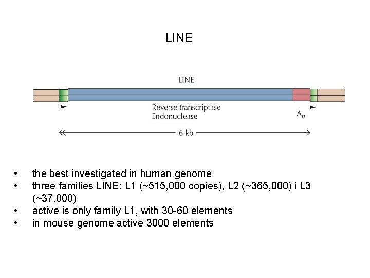 LINE • • the best investigated in human genome three families LINE: L 1