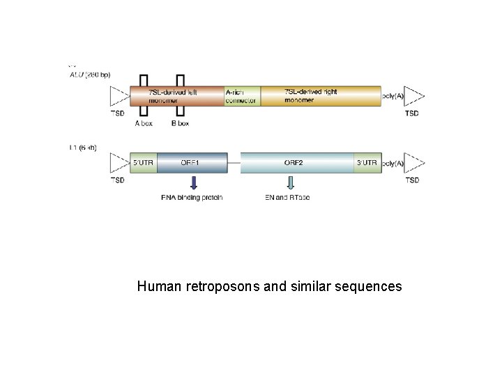 Human retroposons and similar sequences 