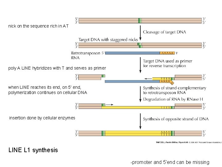 nick on the sequence rich in AT poly A LINE hybridizes with T and