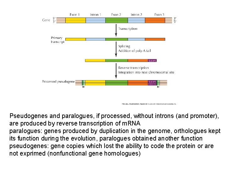 Pseudogenes and paralogues, if processed, without introns (and promoter), are produced by reverse transcription