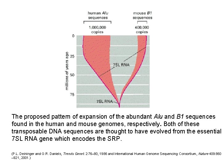 The proposed pattern of expansion of the abundant Alu and B 1 sequences found