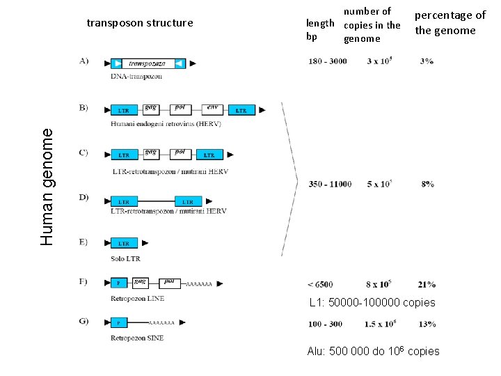 percentage of the genome Human genome transposon structure number of length copies in the