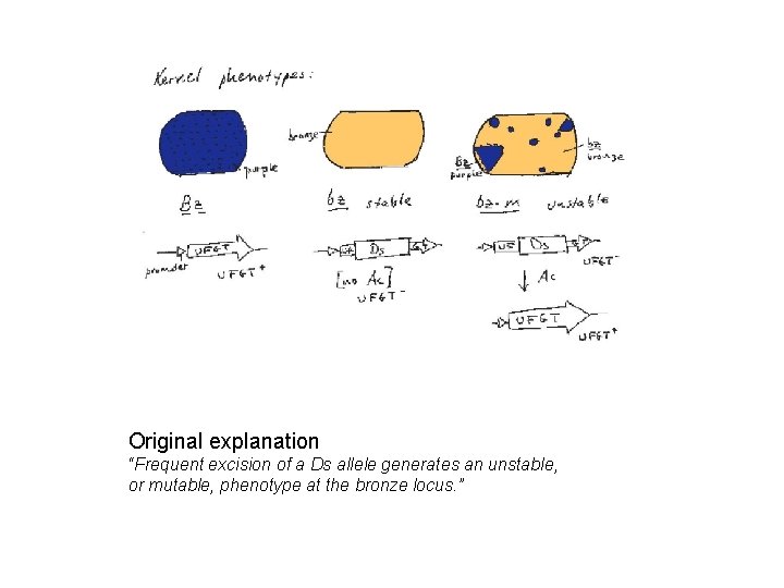 Original explanation “Frequent excision of a Ds allele generates an unstable, or mutable, phenotype