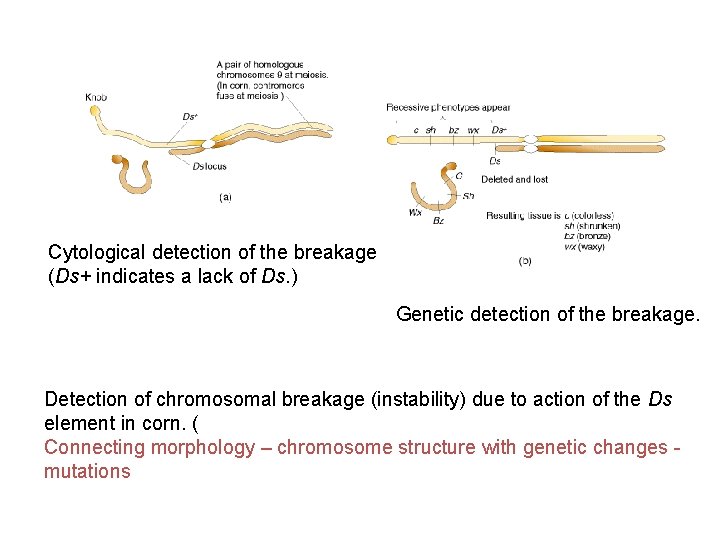 Cytological detection of the breakage (Ds+ indicates a lack of Ds. ) Genetic detection