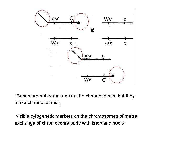 “Genes are not „structures on the chromosomes, but they make chromosomes „ visible cytogenetic