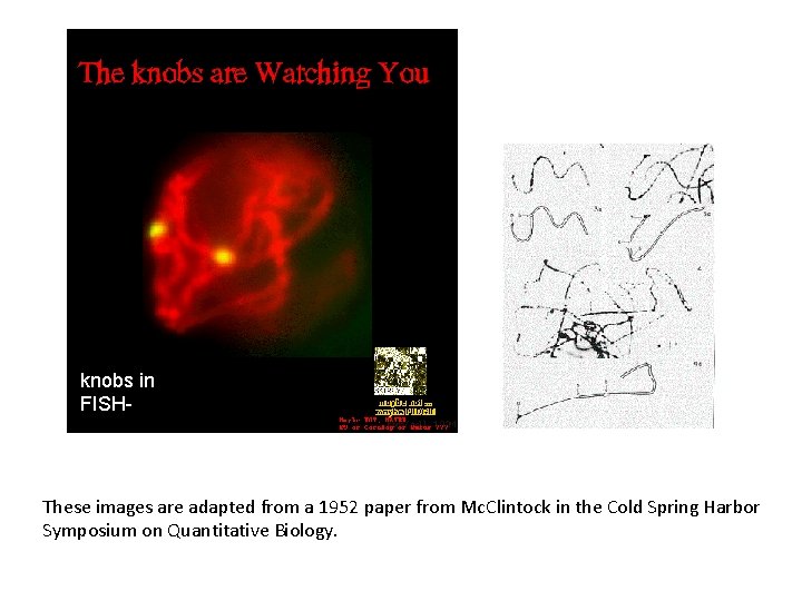 knobs in FISH- These images are adapted from a 1952 paper from Mc. Clintock