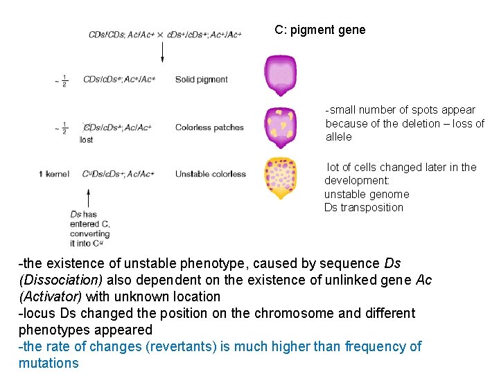 C: pigment gene -small number of spots appear because of the deletion – loss